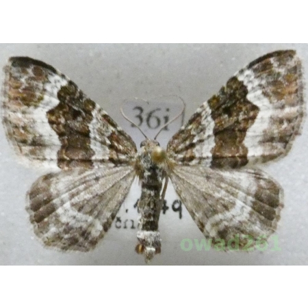 Epirrhoe alternata (Müller, 1764) Czech36i